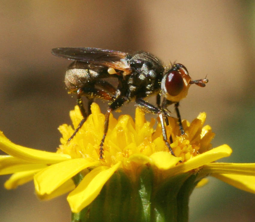 Micro-Conopidae Thecophora distincta.