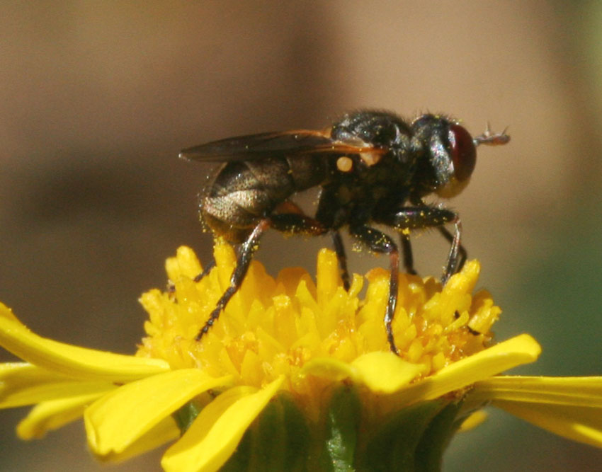 Micro-Conopidae Thecophora distincta.