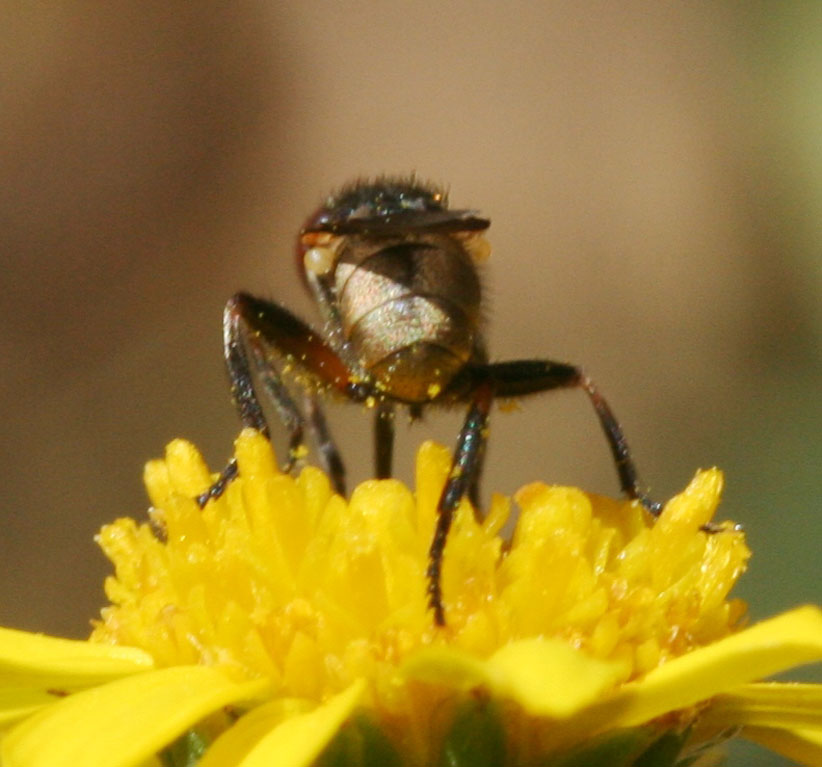 Micro-Conopidae Thecophora distincta.