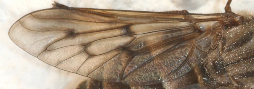 Tabanidae?   S, Pangonius striatus