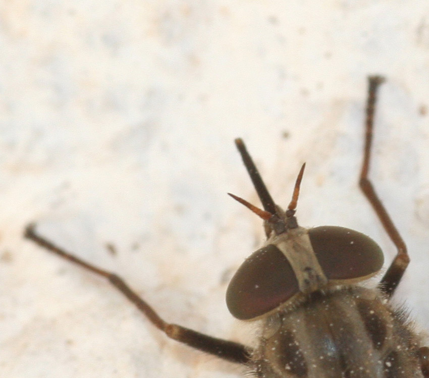 Tabanidae?   S, Pangonius striatus