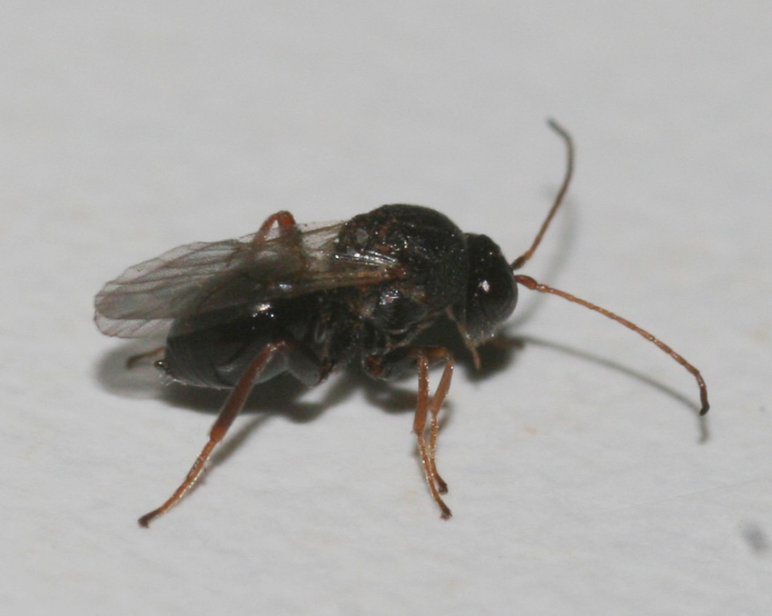 Synergus cf reinhardi (Cynipidae)