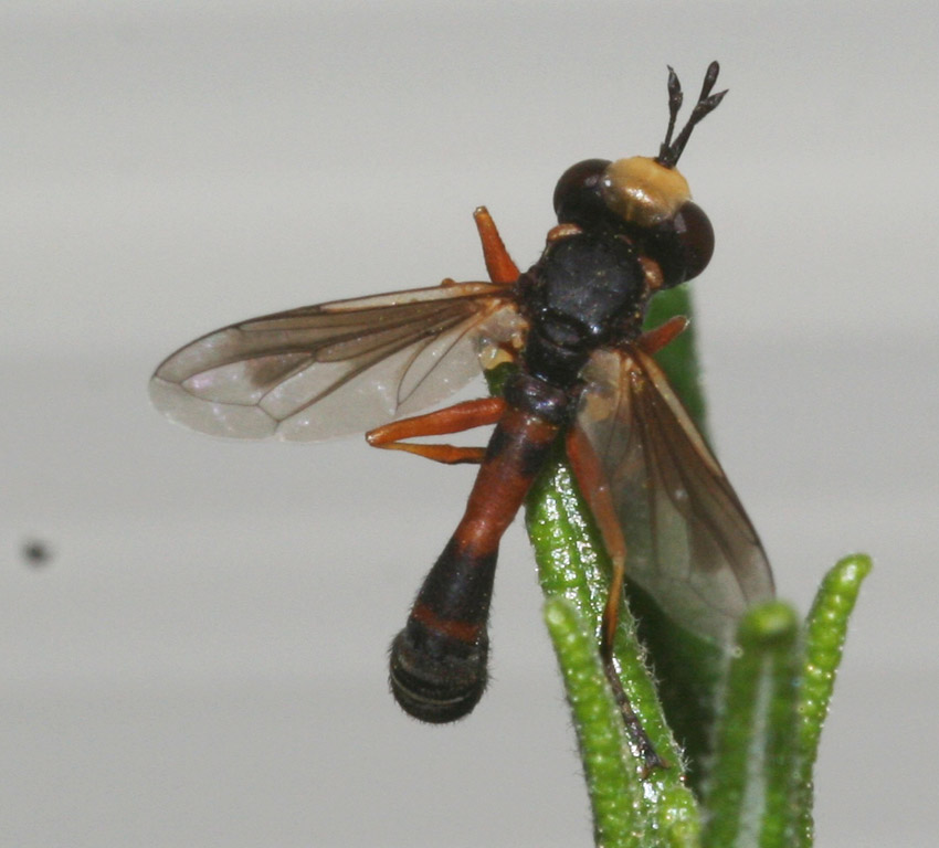 Conopidae per Maurizio Mei: Physocephala sp.