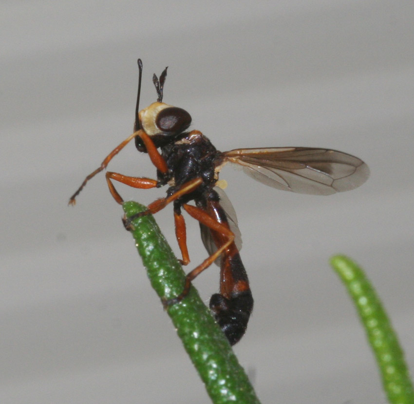 Conopidae per Maurizio Mei: Physocephala sp.