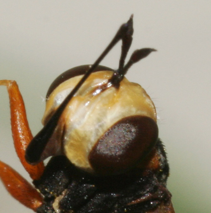 Conopidae per Maurizio Mei: Physocephala sp.