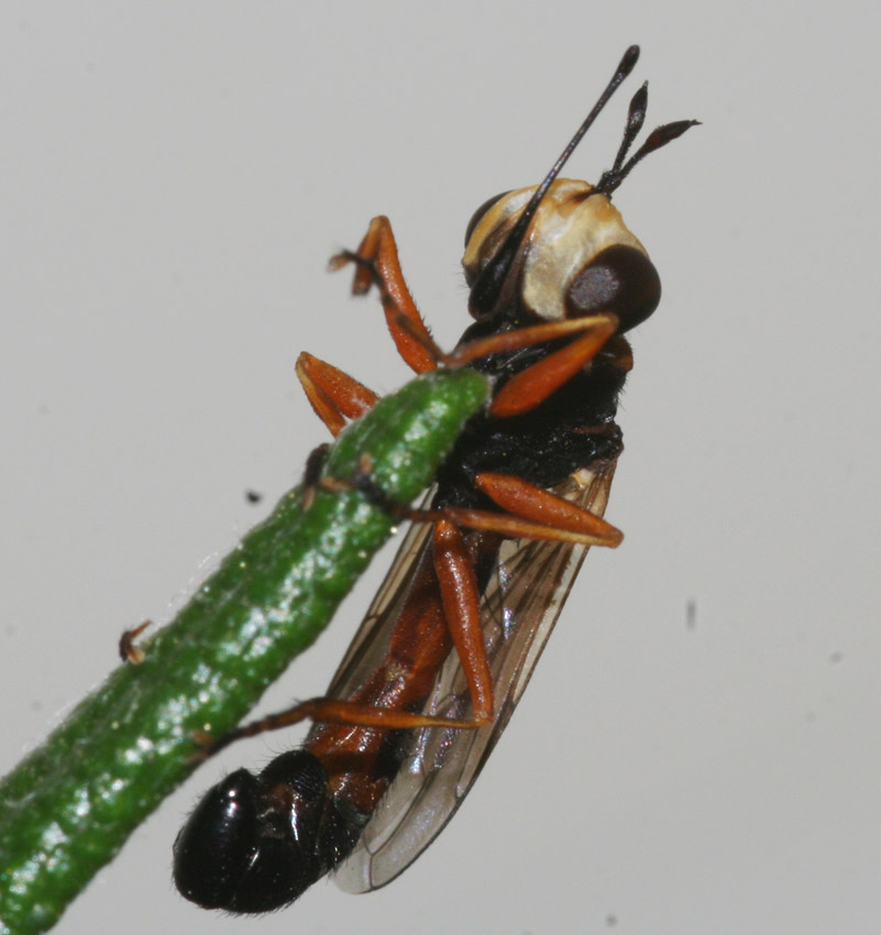 Conopidae per Maurizio Mei: Physocephala sp.