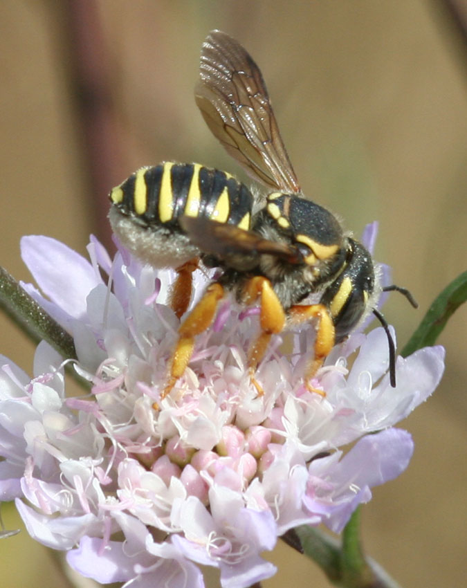 Trachusa interrupta F (Apidae Megachilinae)