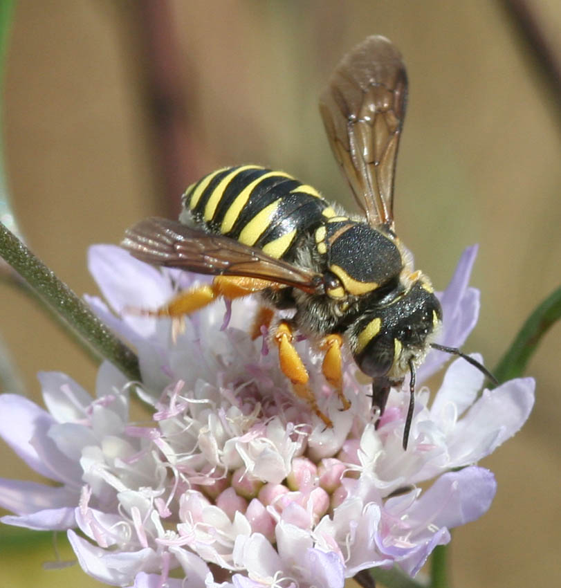 Trachusa interrupta F (Apidae Megachilinae)