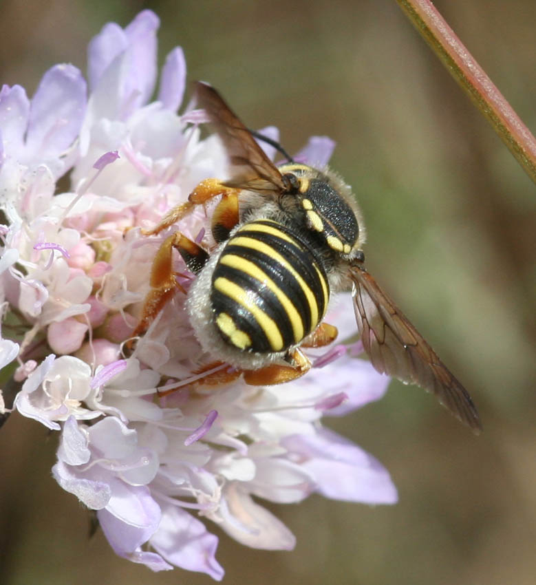 Trachusa interrupta F (Apidae Megachilinae)