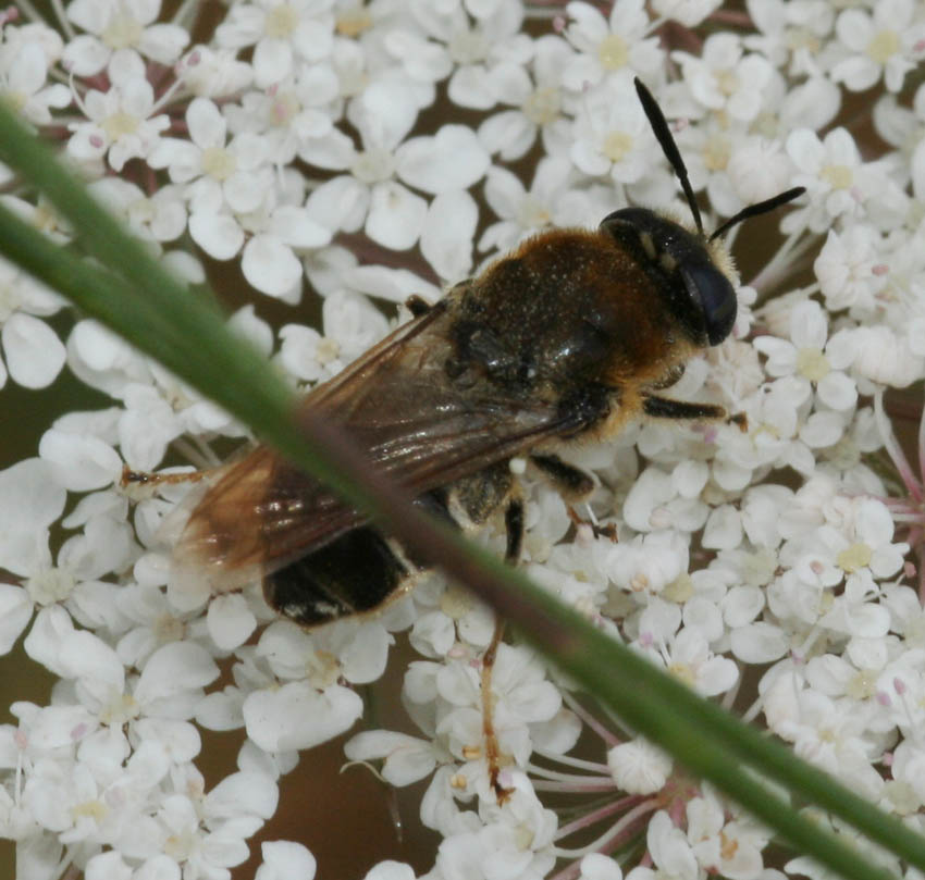 Stratiomys cf. longicornis (Stratiomyidae)