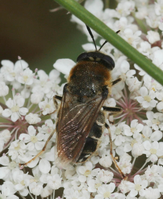 Stratiomys cf. longicornis (Stratiomyidae)