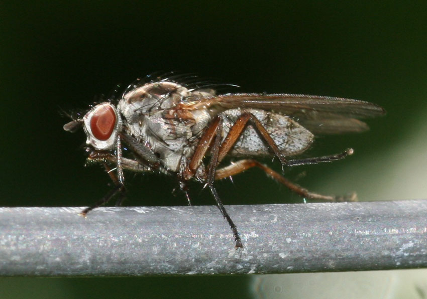 Hylemya vagans/nigrimana (Anthomyidae)