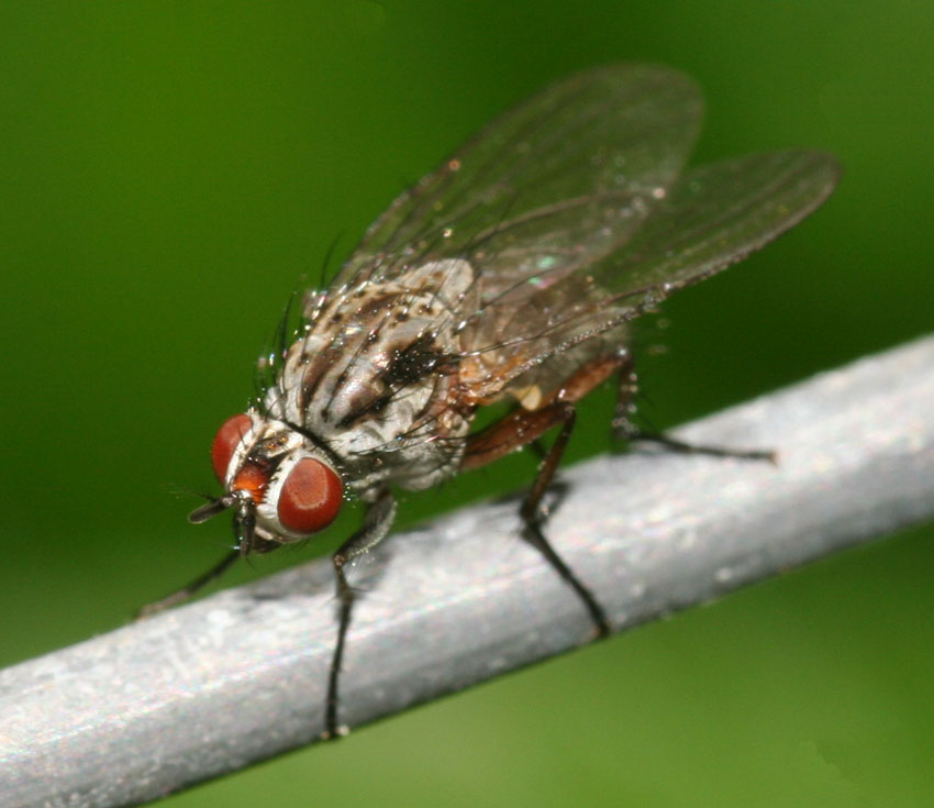 Hylemya vagans/nigrimana (Anthomyidae)