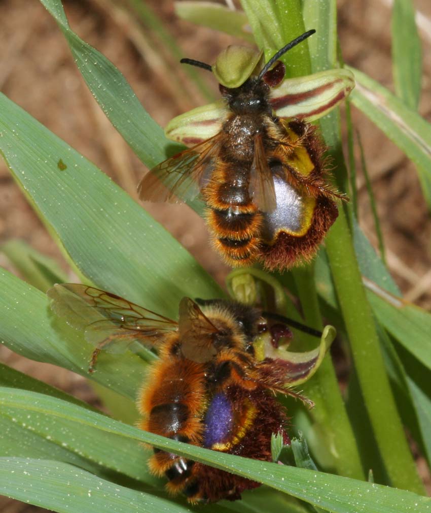 Pseudocopulazione di Dasyscolia ciliata su Ophrys speculum.