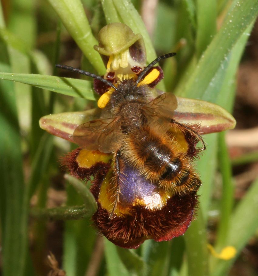 Pseudocopulazione di Dasyscolia ciliata su Ophrys speculum.