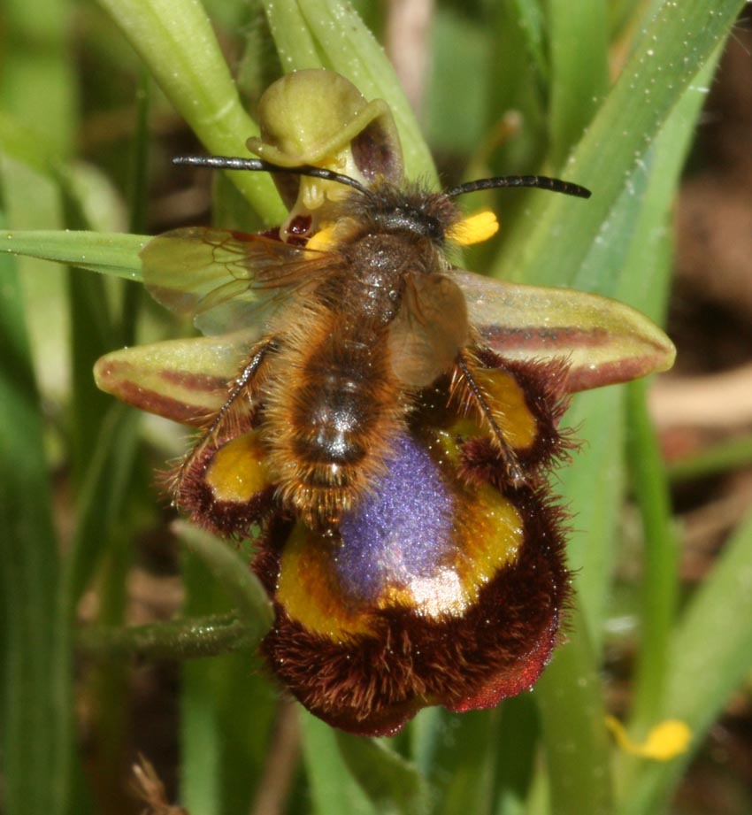 Pseudocopulazione di Dasyscolia ciliata su Ophrys speculum.