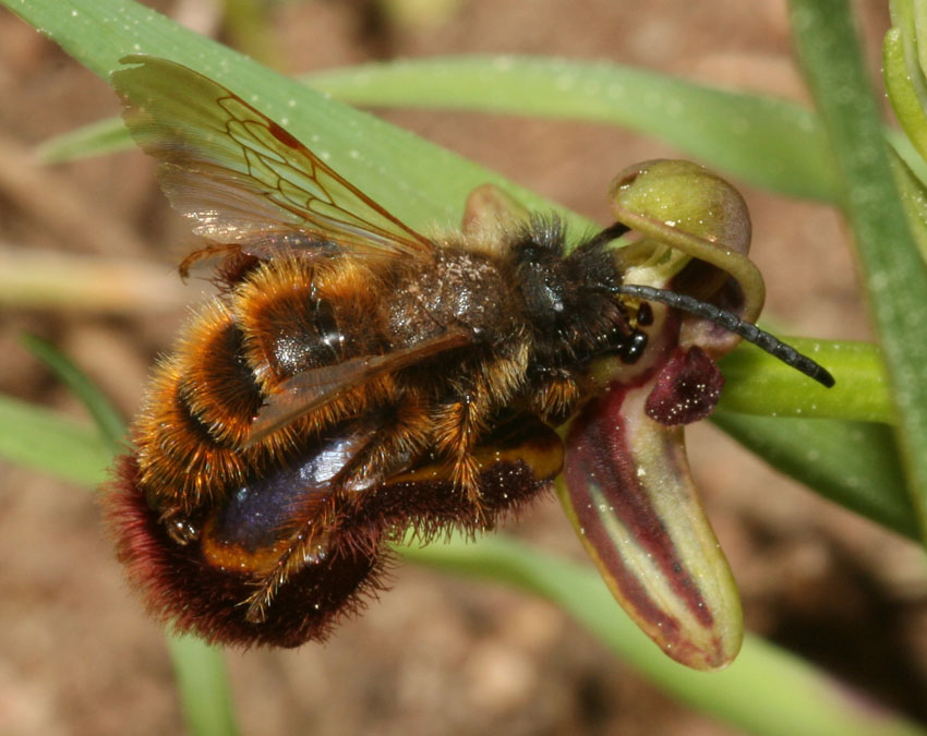 Pseudocopulazione di Dasyscolia ciliata su Ophrys speculum.