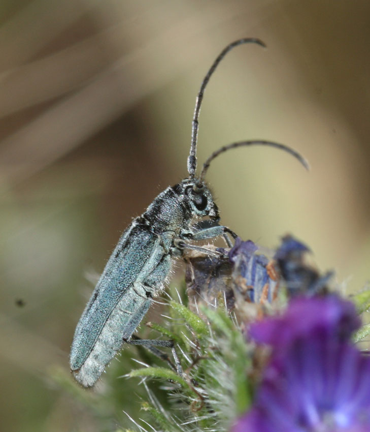 Phytoecia coerulescens (Cerambycidae)