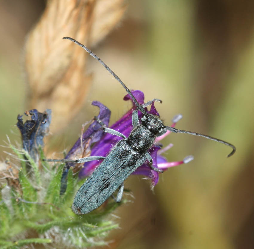 Phytoecia coerulescens (Cerambycidae)