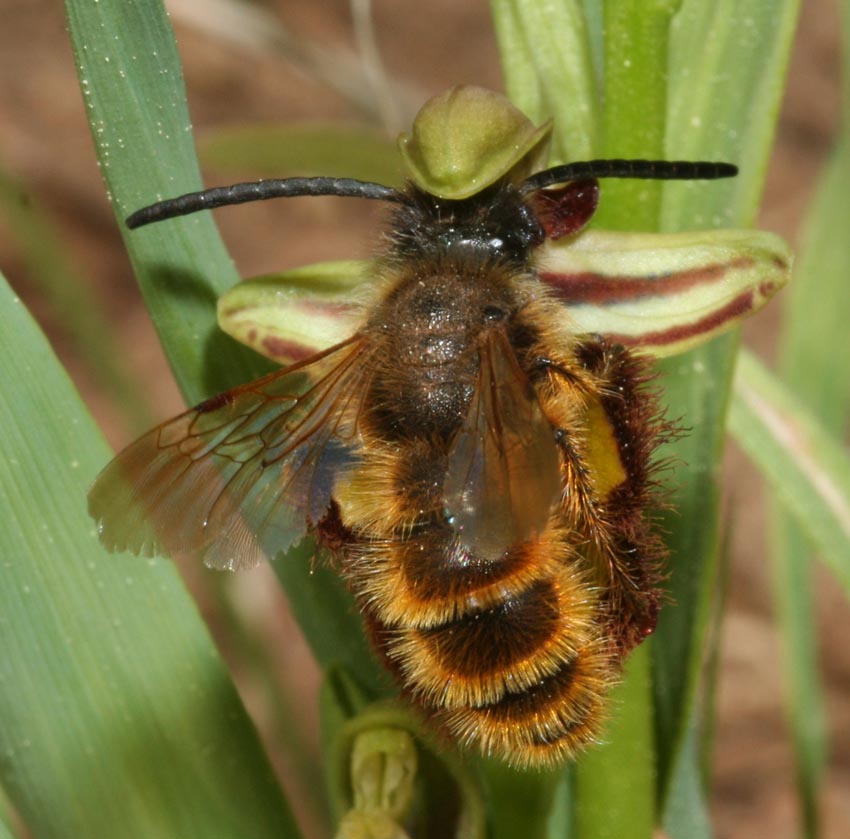 Pseudocopulazione di Dasyscolia ciliata su Ophrys speculum.