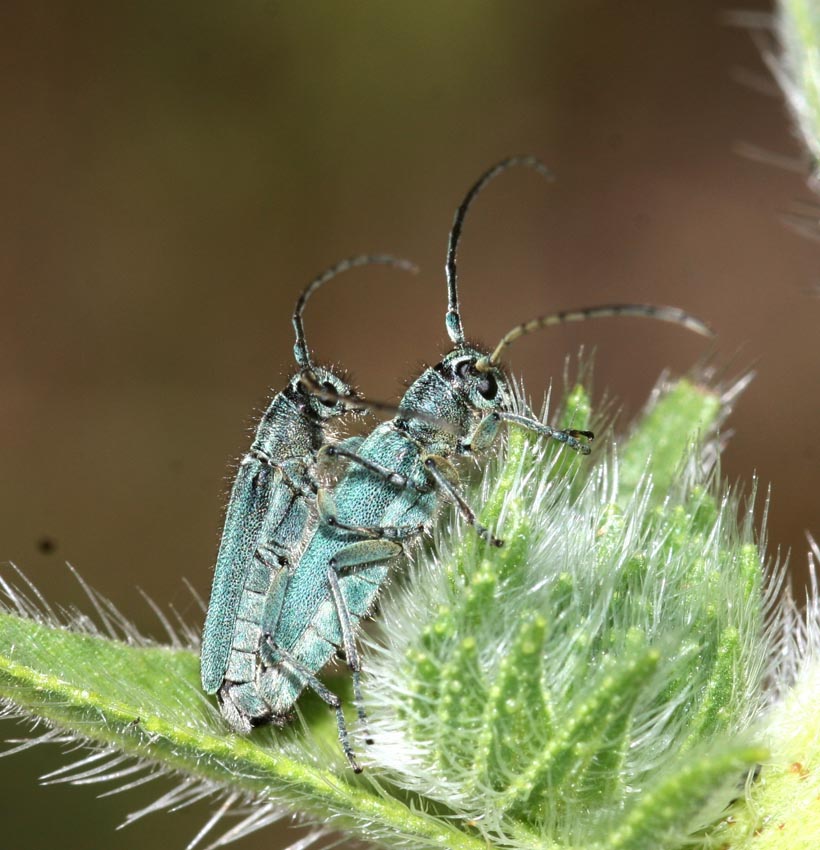 Phytoecia coerulescens (Cerambycidae)