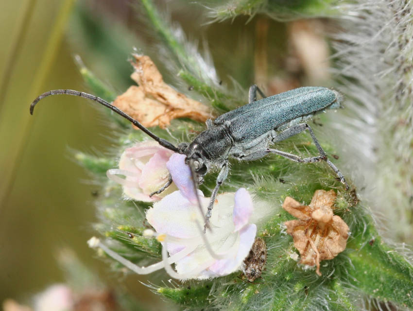 Phytoecia coerulescens (Cerambycidae)