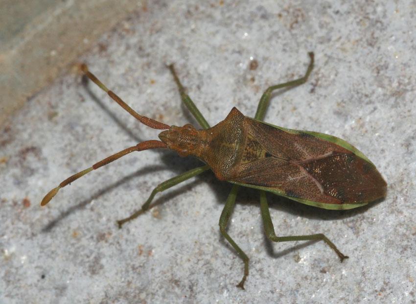 Coreidae: Gonocerus juniperi della Sardegna