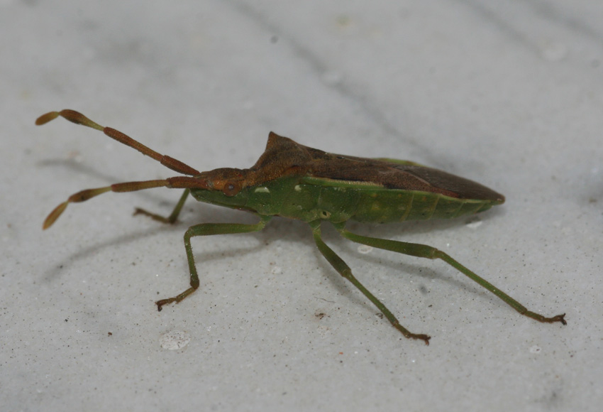 Coreidae: Gonocerus juniperi della Sardegna