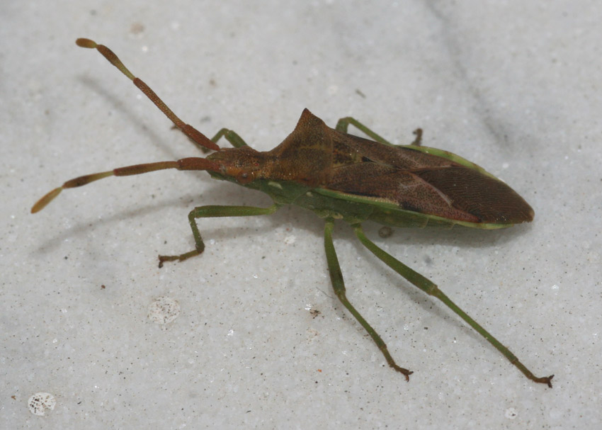 Coreidae: Gonocerus juniperi della Sardegna