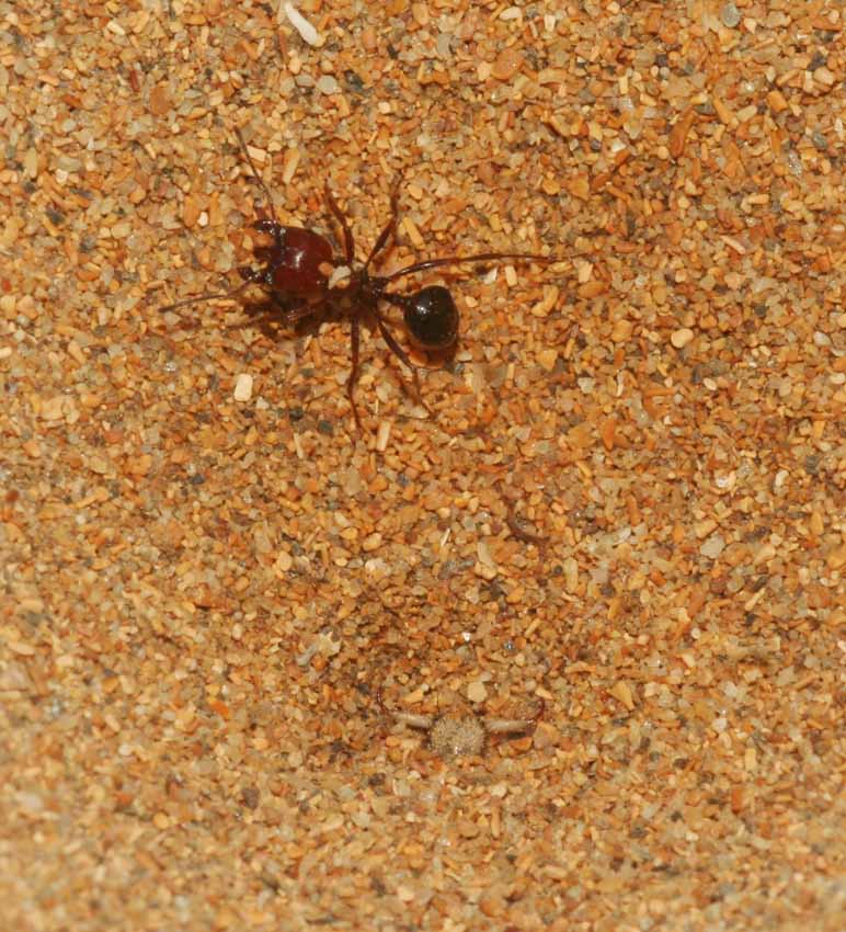 Formicaleone (Myrmeleon cfr inconspicuus) e formica.