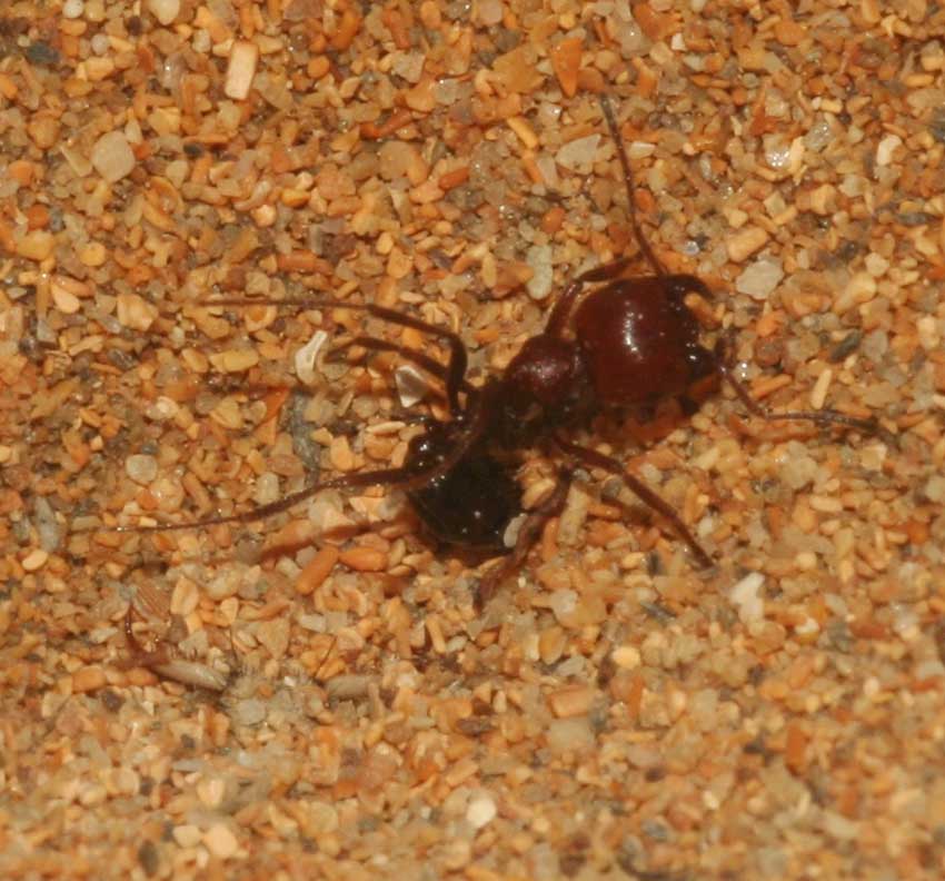 Formicaleone (Myrmeleon cfr inconspicuus) e formica.