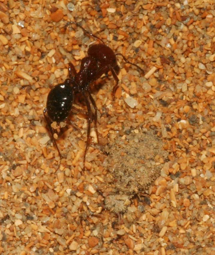 Formicaleone (Myrmeleon cfr inconspicuus) e formica.