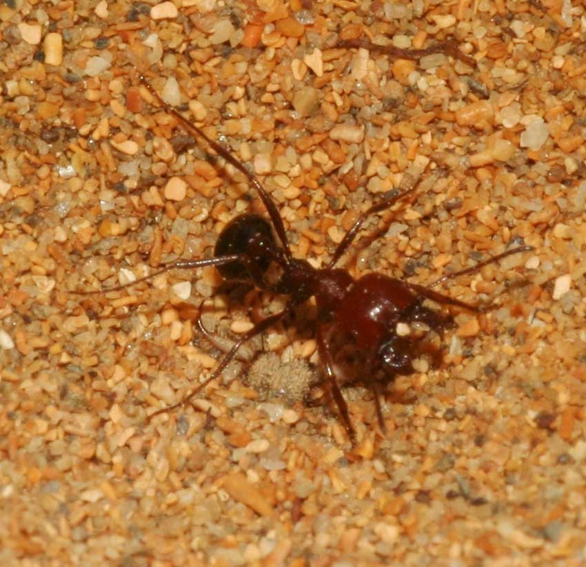 Formicaleone (Myrmeleon cfr inconspicuus) e formica.