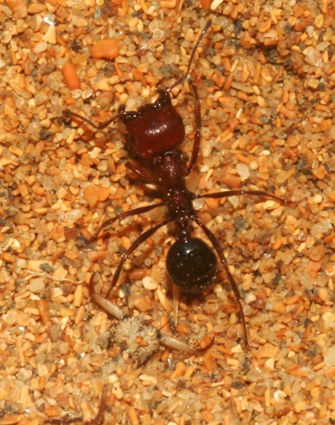 Formicaleone (Myrmeleon cfr inconspicuus) e formica.