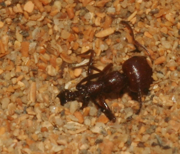 Formicaleone (Myrmeleon cfr inconspicuus) e formica.