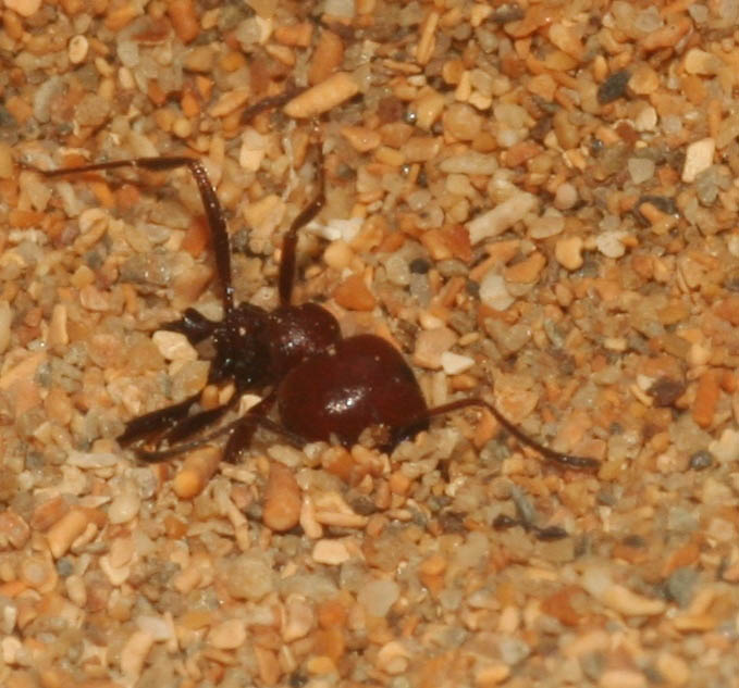 Formicaleone (Myrmeleon cfr inconspicuus) e formica.