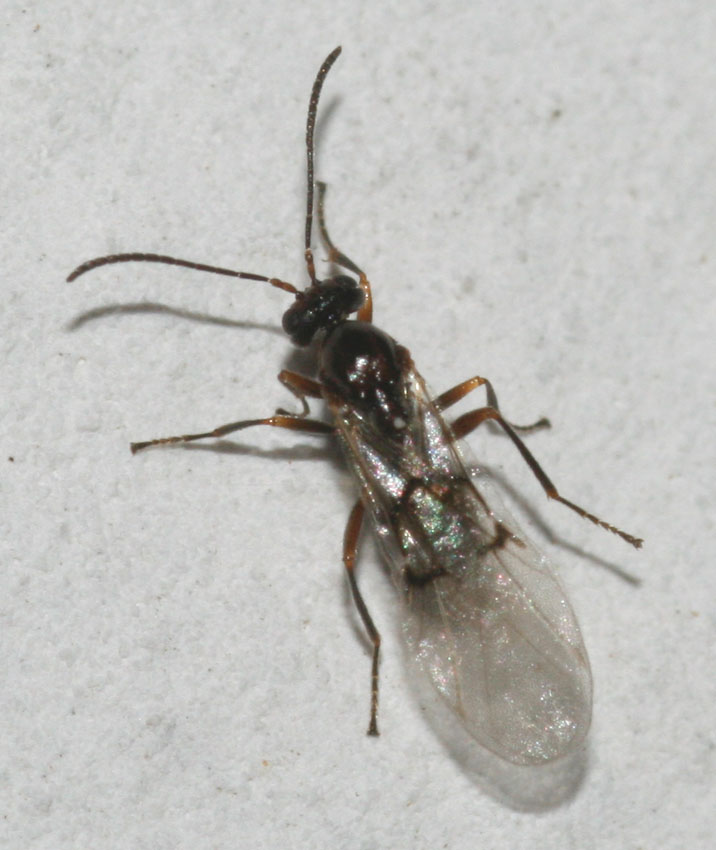 Neuroterus quercusbaccarum femmina agamica (Cynipidae).