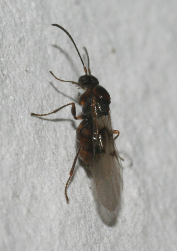 Neuroterus quercusbaccarum femmina agamica (Cynipidae).