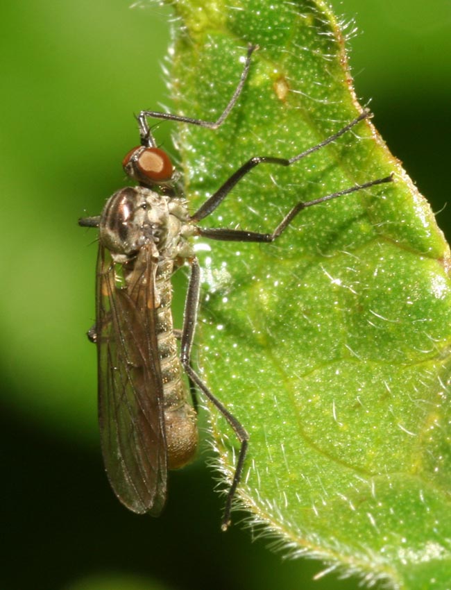 Empididae. No, Brachystoma vesiculosum M (Brachystomidae)