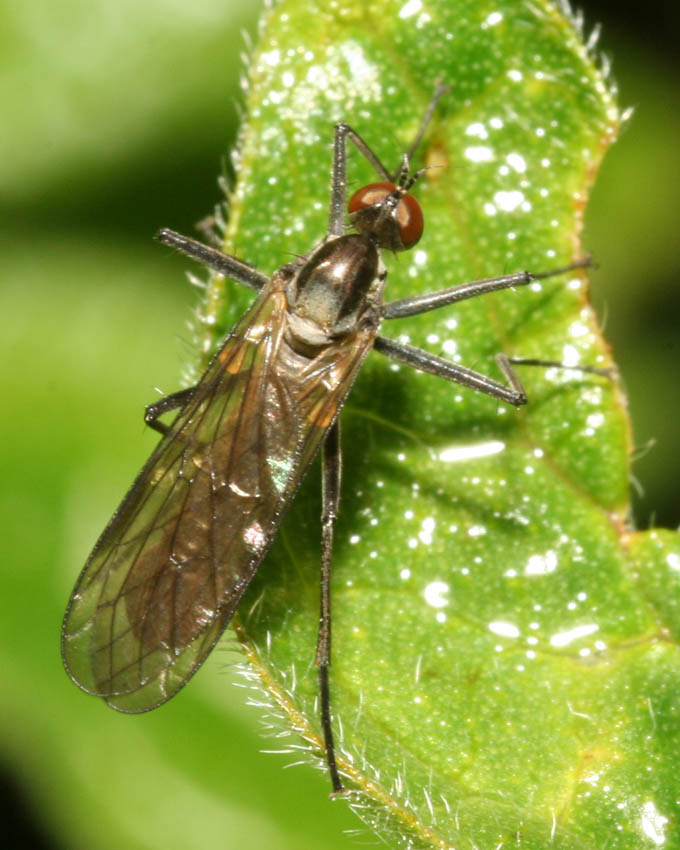 Empididae. No, Brachystoma vesiculosum M (Brachystomidae)