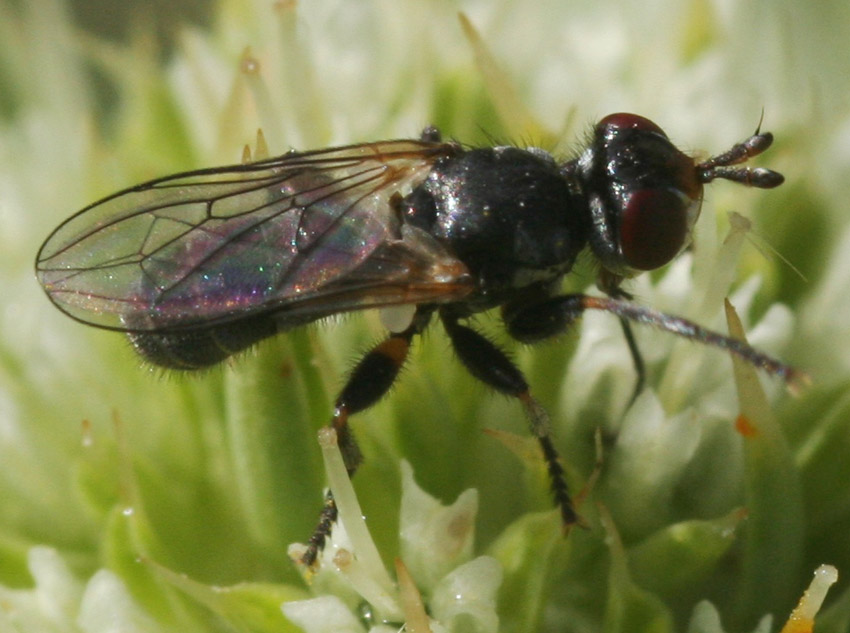 Thecophora sp. (Conopidae)