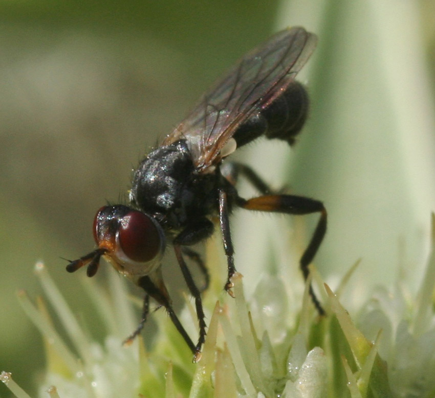 Thecophora sp. (Conopidae)