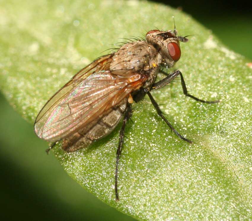 Muscidae per Stphane. No! Anthomyiidae.
