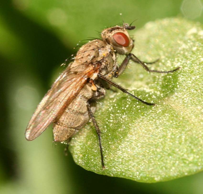 Muscidae per Stphane. No! Anthomyiidae.