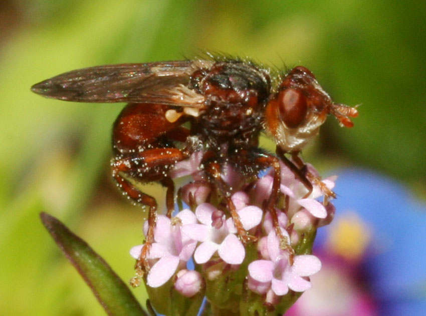 Myopa sp. (Conopidae)