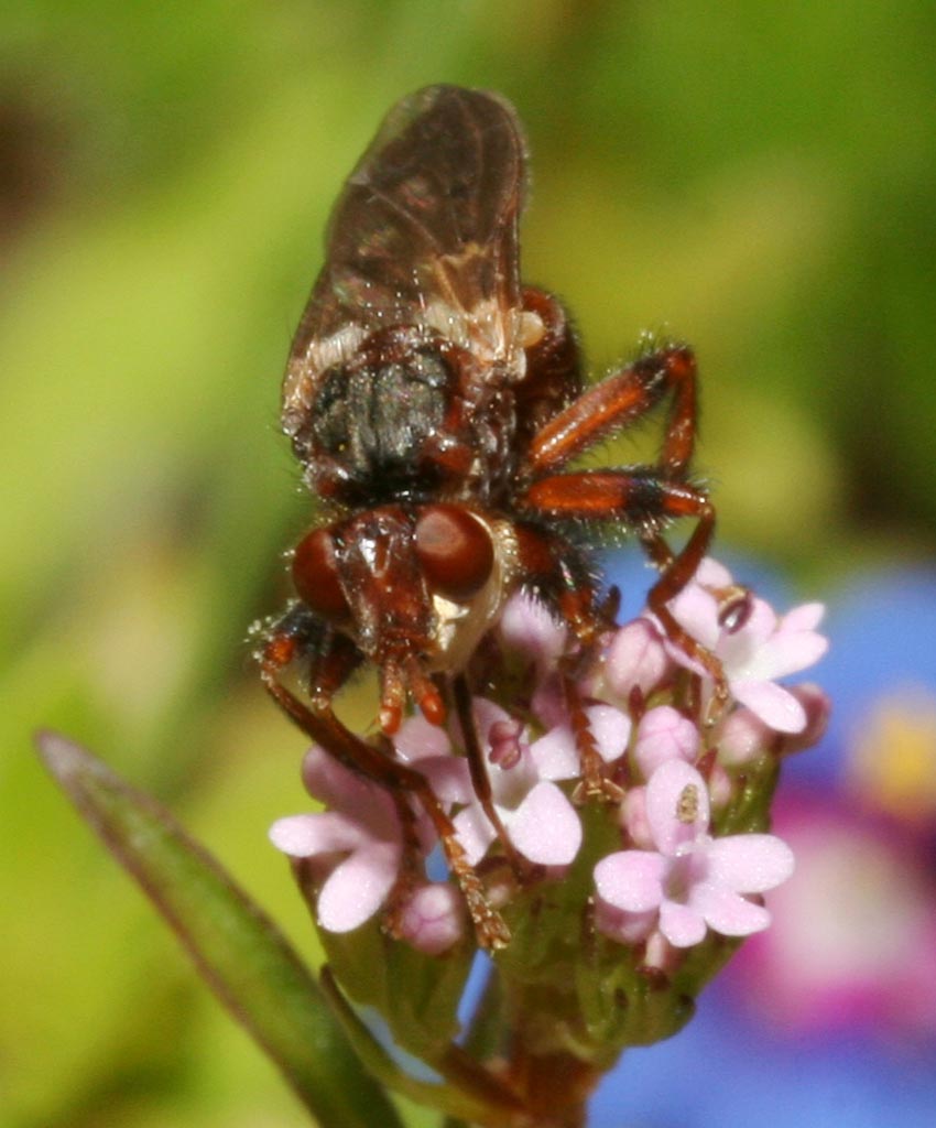 Myopa sp. (Conopidae)