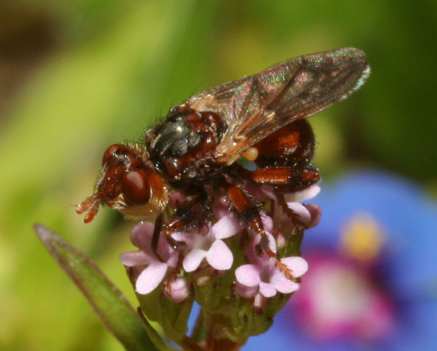 Myopa sp. (Conopidae)