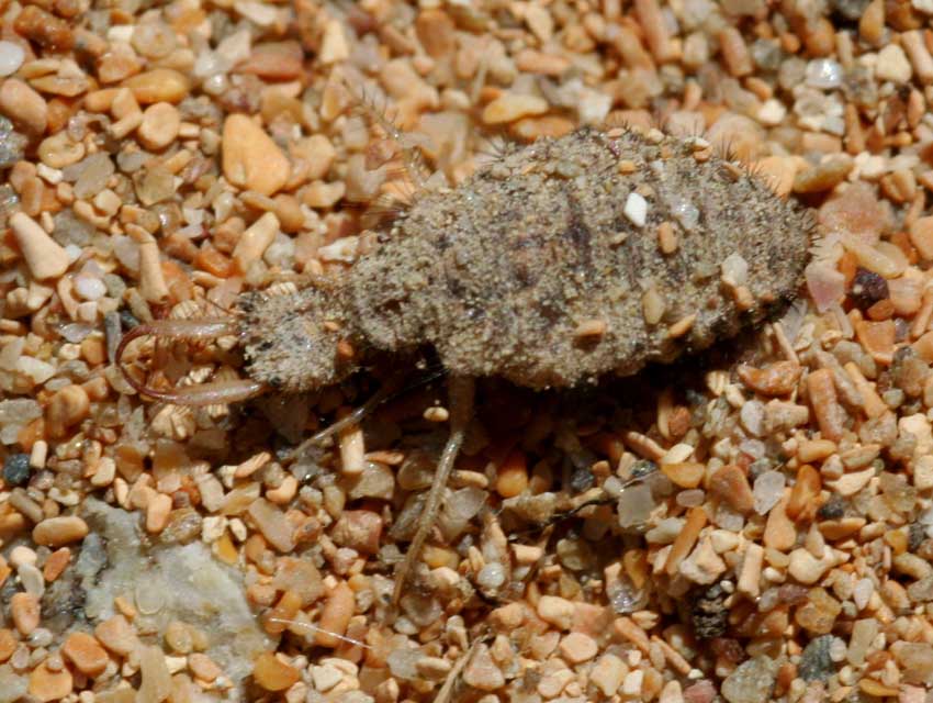 Formicaleone (Myrmeleon cfr inconspicuus) e formica.