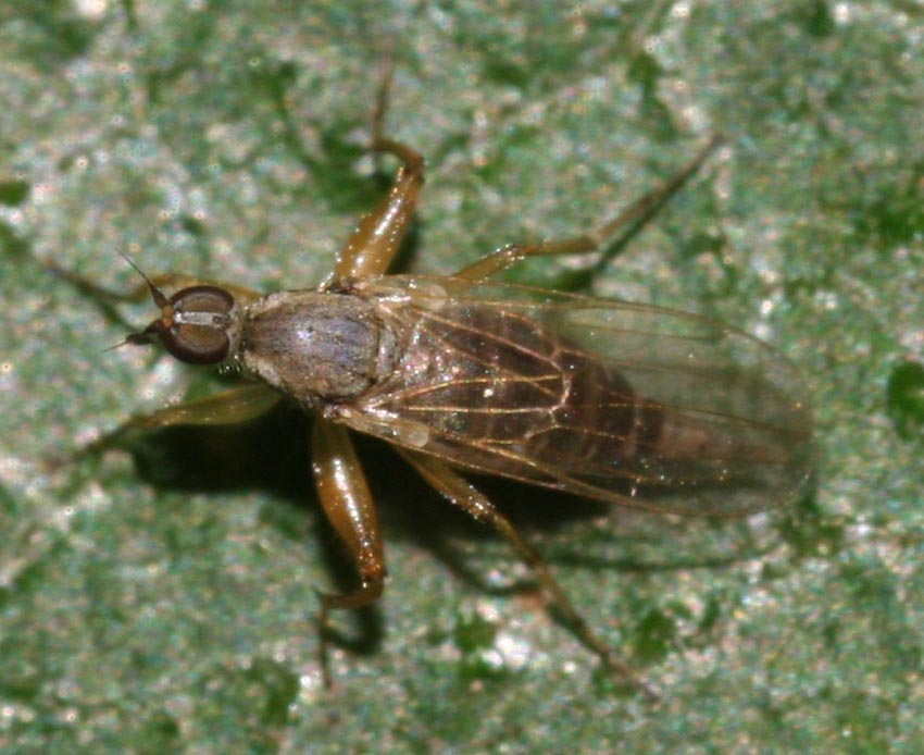 Hybotidae:  Platypalpus sp.