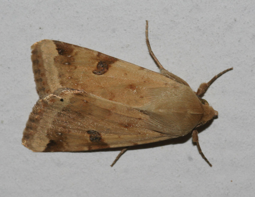 Falena da identificare. - Heliothis peltigera